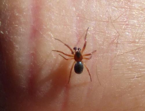 Gongylidium rufipes